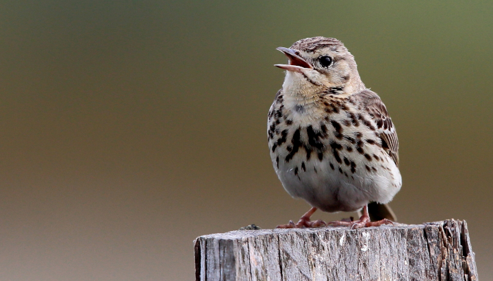Balade ornitho à Chouppes